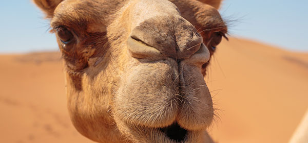 camel