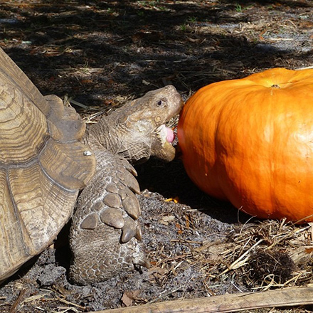 Sulcata tortoise