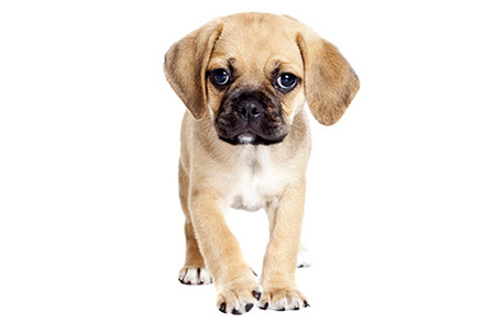 Puggle pup