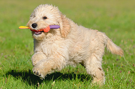 Goldendoodle